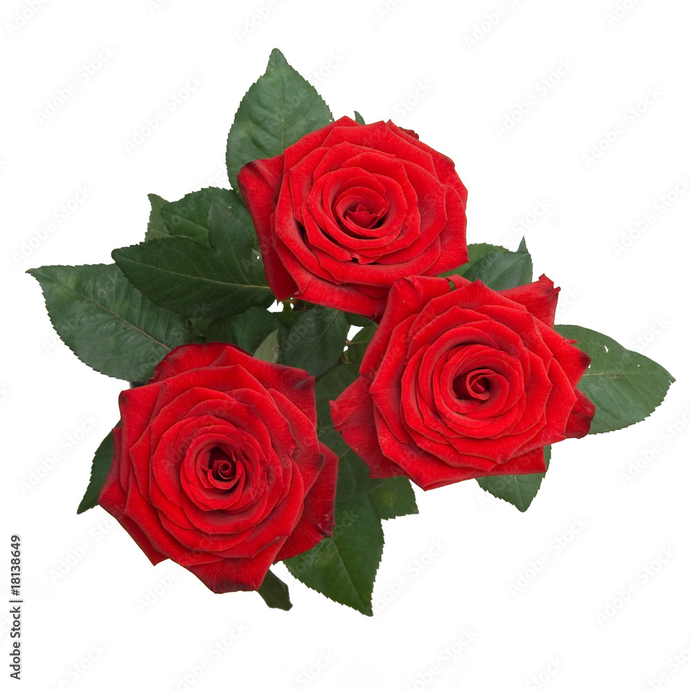 Fototapeta premium roses