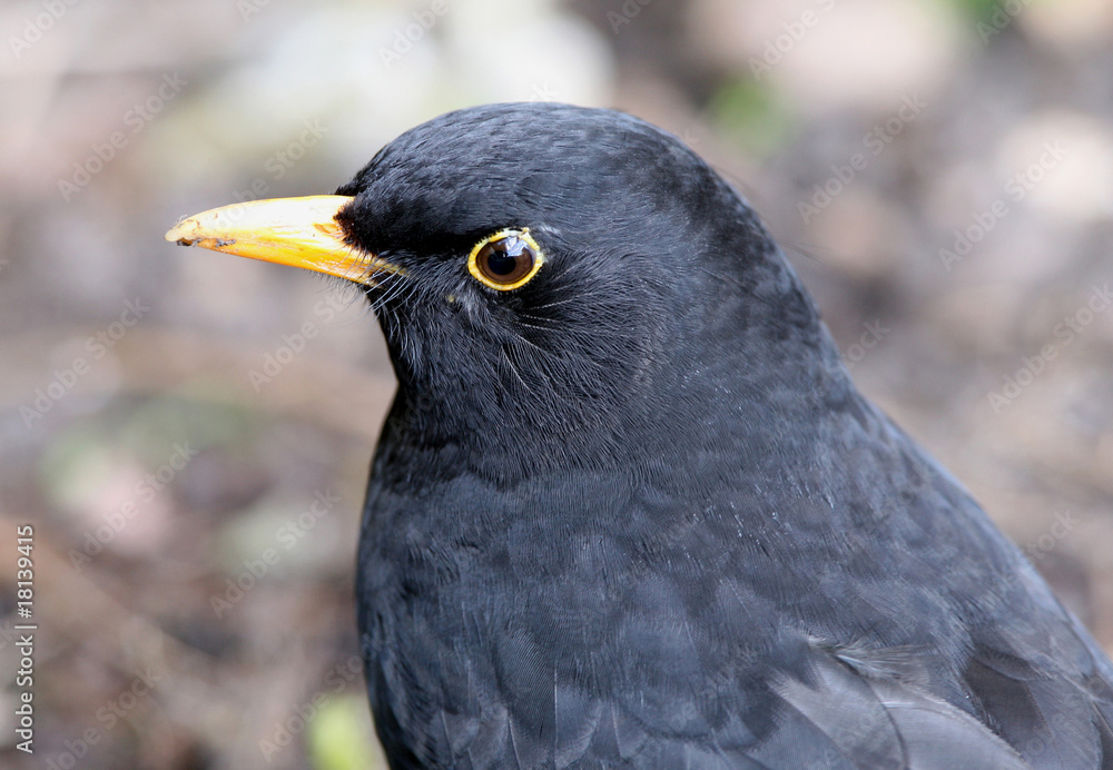 Fototapeta premium Close up of a Male Blackbird