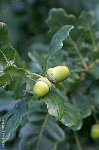 Green acorns relating to oaken leaves