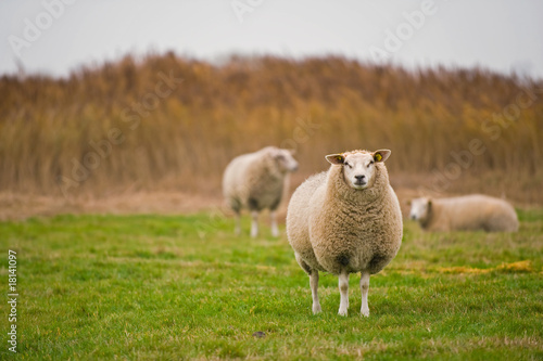 Schafe auf einer Weide auf der Insel Texel