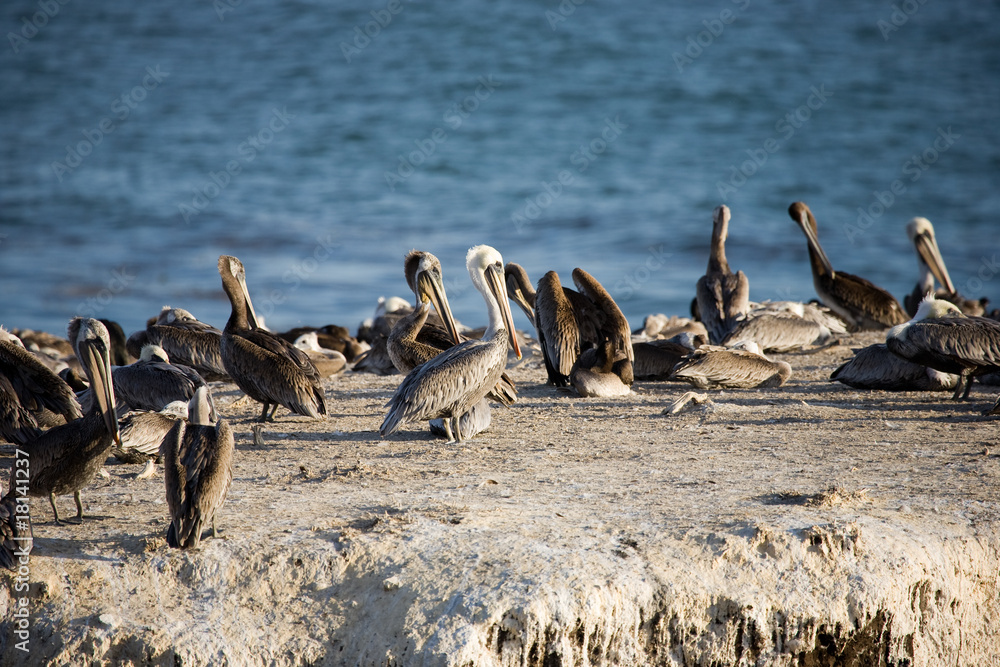 Fototapeta premium Felsenküste in Kalifornien USA