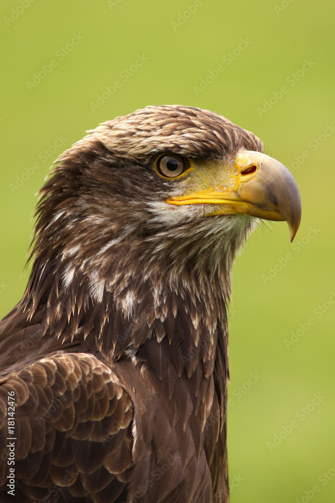 Portrait of a young bald eagle Portrait of a young bald eagle