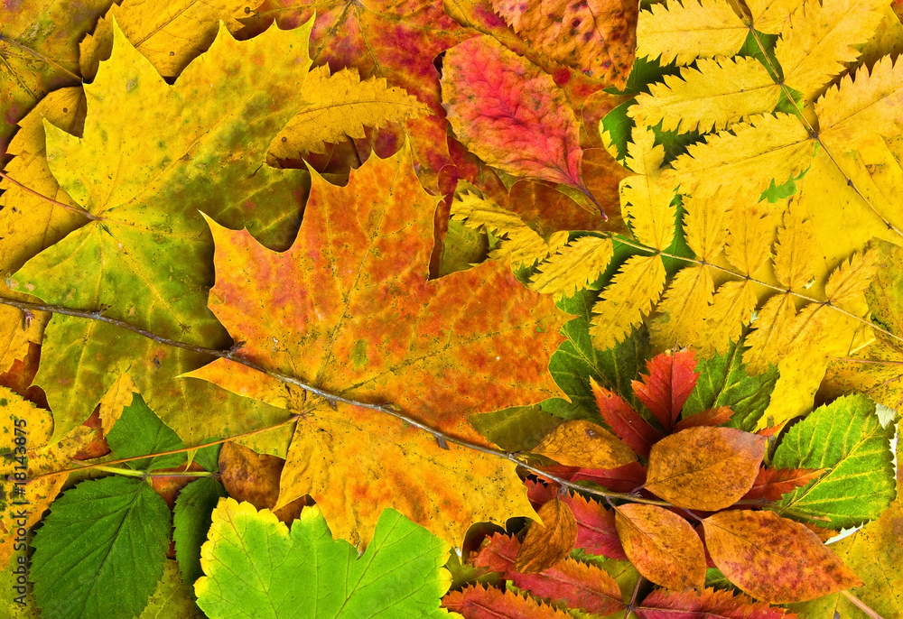 Multi colored fallen autumn leaves background