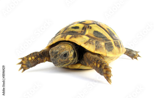 Turtle tortoise baby