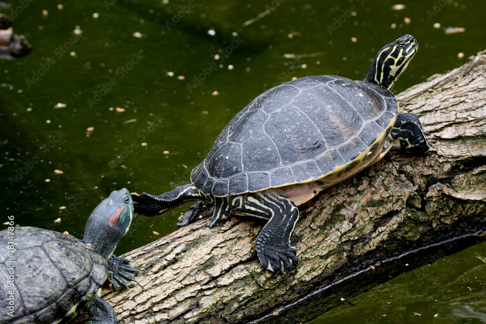 Obraz premium Gelbwangen-Schmuckschildkröte