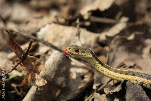 Garter Snake © Ron Rowan