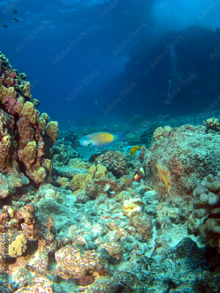 Parrot Fish on a Hawaiian Reef