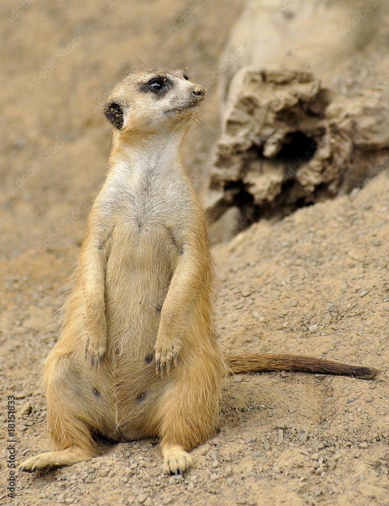 Fototapeta premium Female Meerkat by Cave