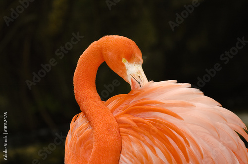 Flamingo preening