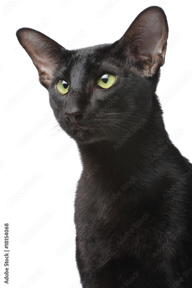 Oriental cat close-up portrait