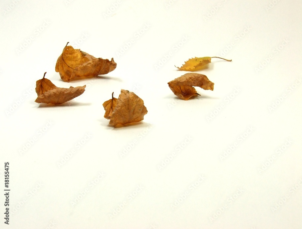 Autumn leafs Autumn leafs