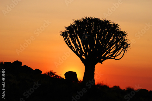 Köcherbaum Namibia,