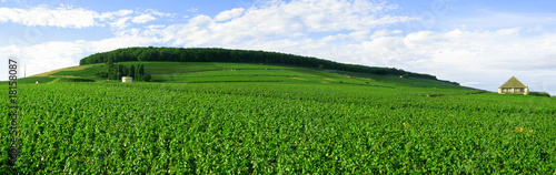 Vignes Bourgogne