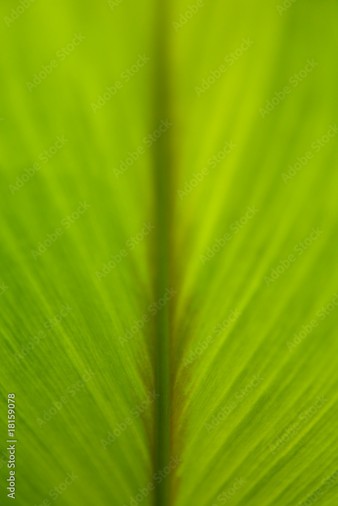 Texture of tropical leaf Texture of tropical leaf