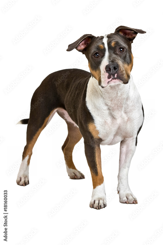 american staffordshire terrier standing