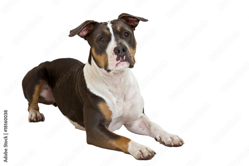 clever staffordshire terrier clever staffordshire terrier