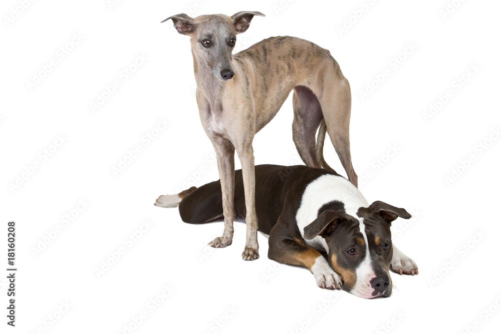 little whippet and her friend little whippet and her friend