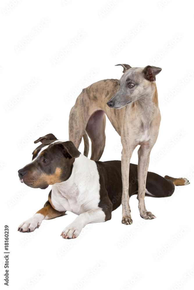 american staffordshire terrier and whippet