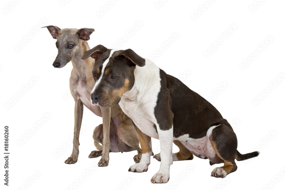 whippet and staffordshire terrier listen