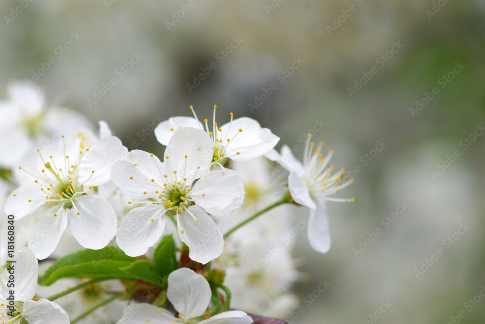 blossoms