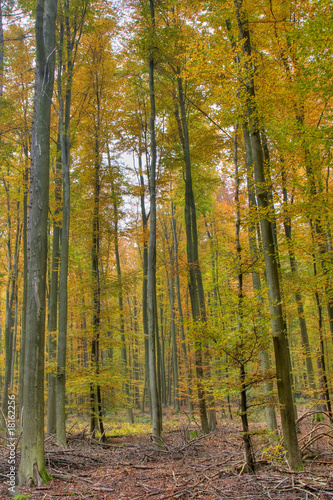 Bunter Laubwald im Herbst © Peter38