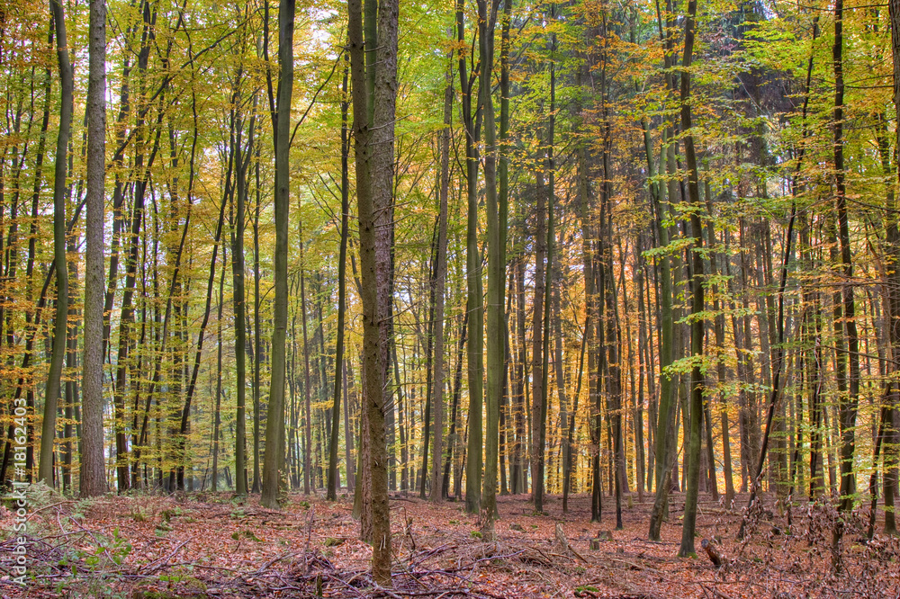 Naklejka premium Bunter Laubwald im Herbst