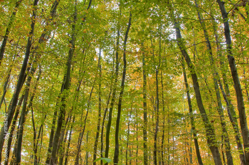Bunter Laubwald im Herbst