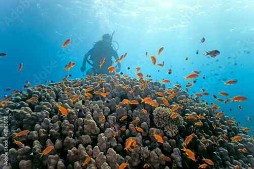 Fototapeta Naklejka Na Ścianę i Meble -  Diver under the coral reef