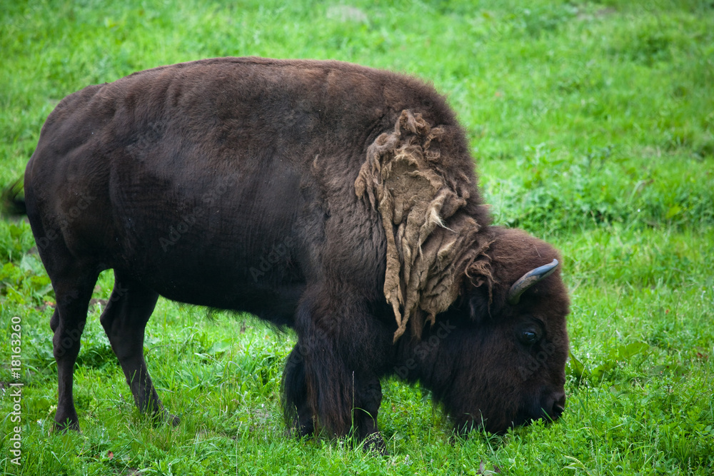Bison on a meadow on hazy day Bison on a meadow on hazy day