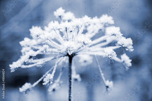 Frozen flower