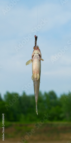 Fish caught on a hook