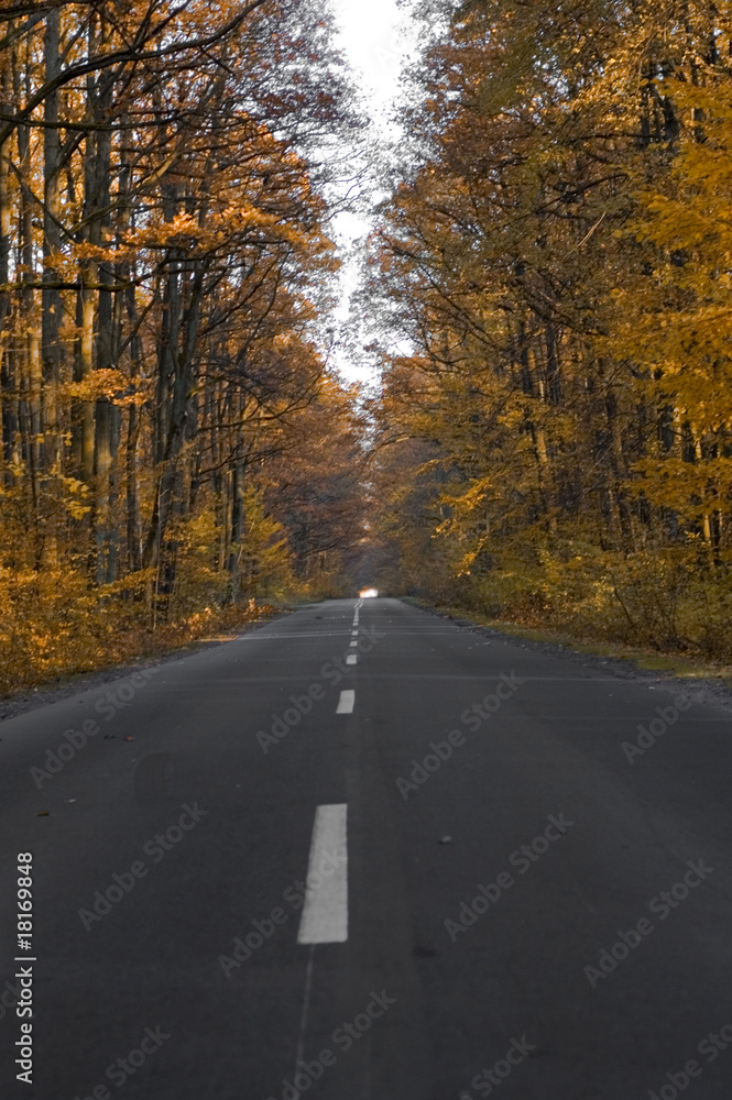 Fototapeta premium road in forest
