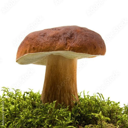 mushroom isolated on white