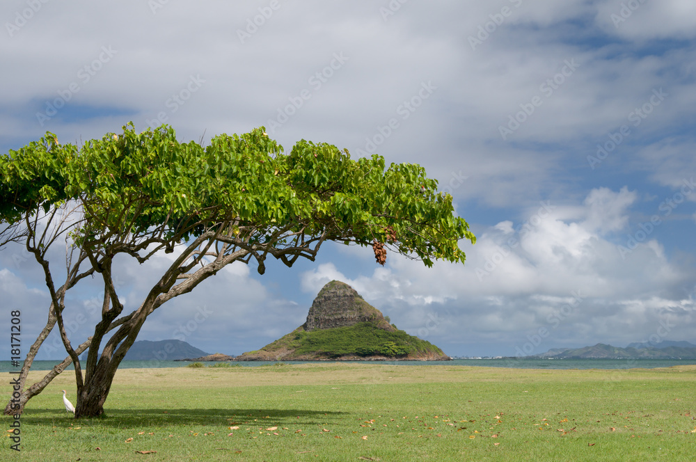 Mokoli'i Island framed by tree, Oahu, Hawaii Stock Photo Adobe Stock