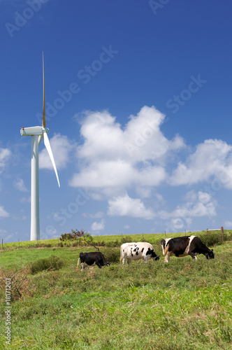 Cows grazing next to a wind turbine