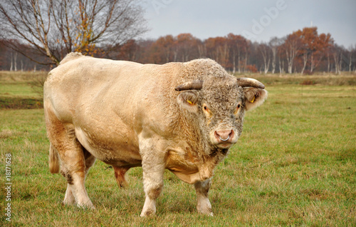 Charolais - Bulle auf der Weide
