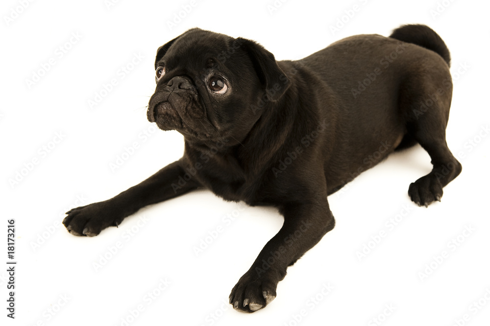 Obraz premium lieb schauender mops