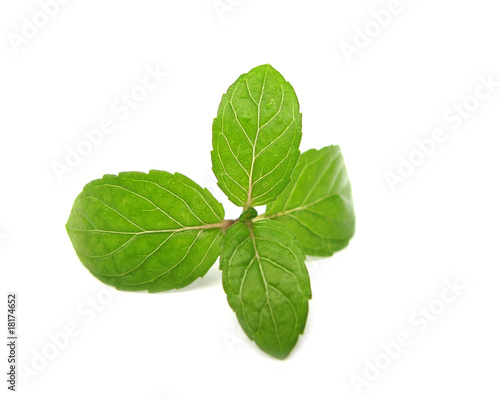 Mentha mint leaves photo