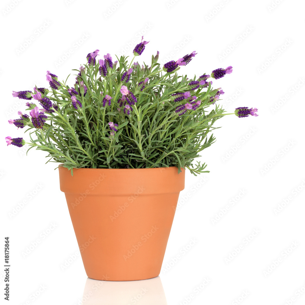 Lavender Herb Plant