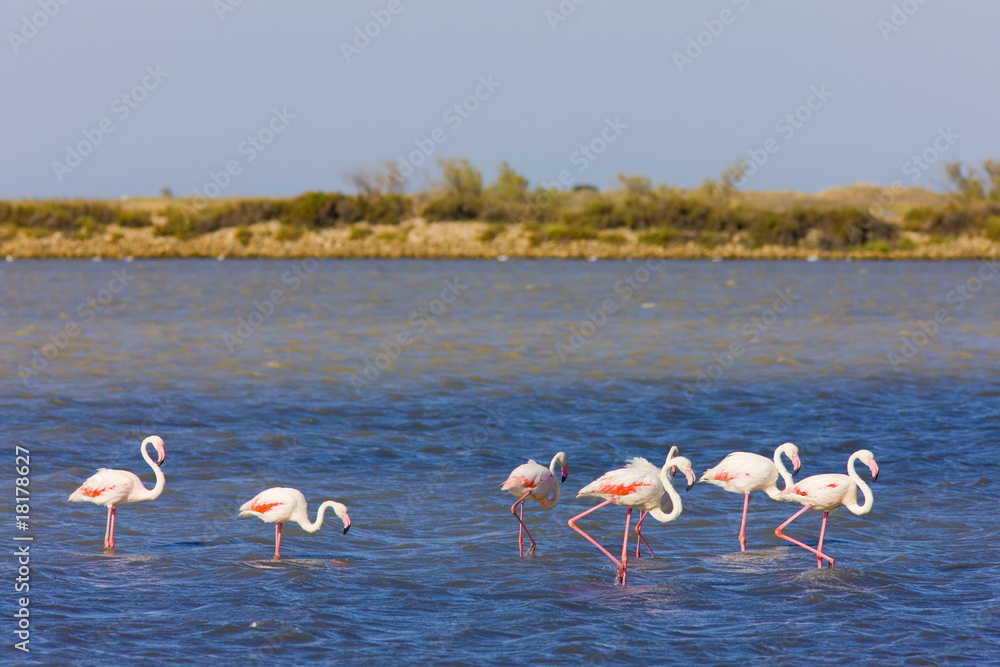 Fototapeta premium flamingos, Parc Regional de Camargue, Provence, France