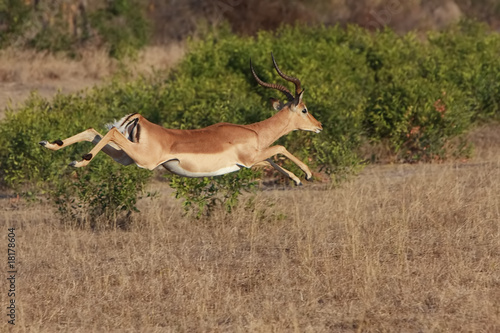 Impala Jump photo