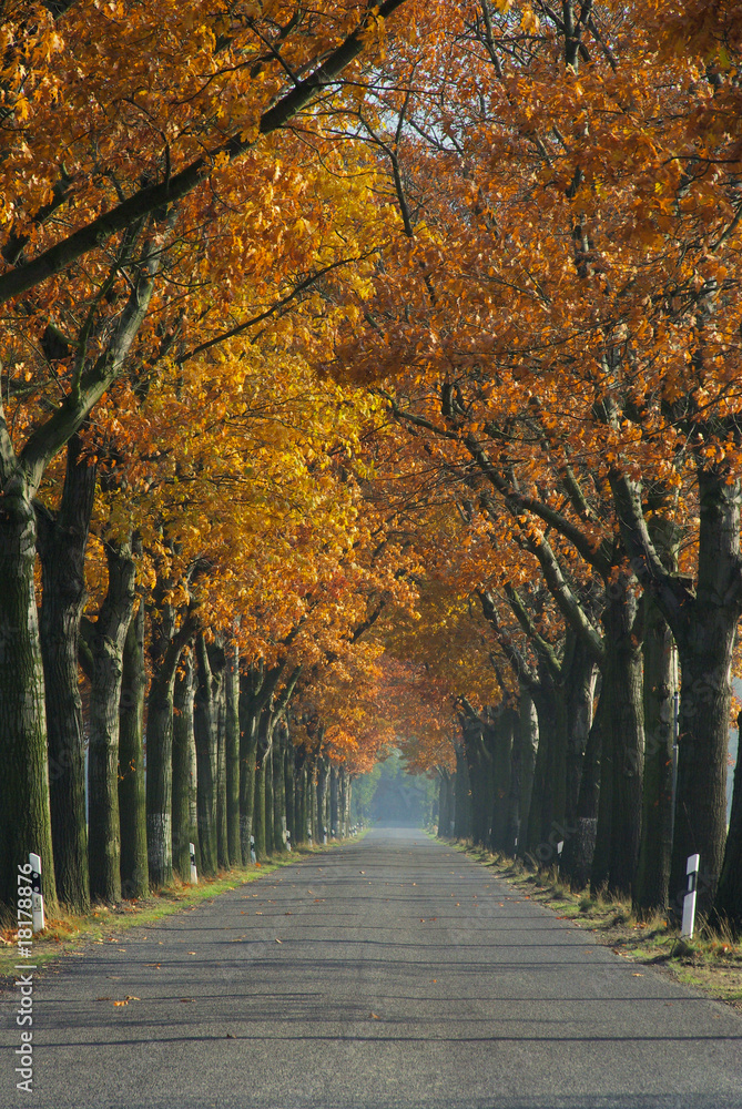 Fototapeta premium Allee im Herbst - avenue in fall 06
