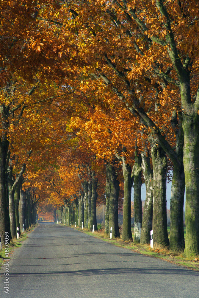 Allee im Herbst - avenue in fall 14
