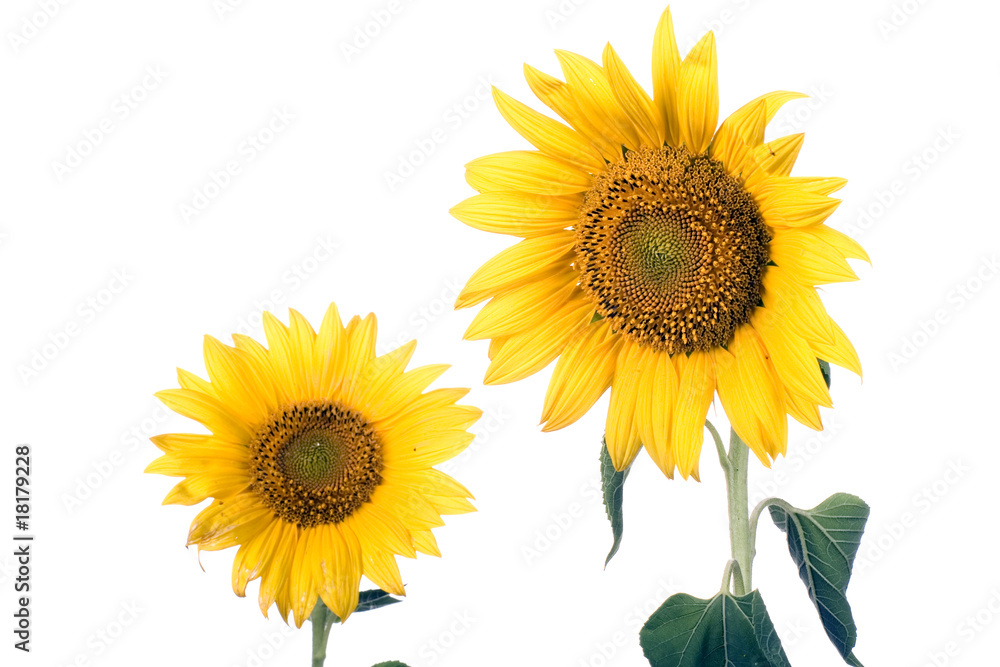 Obraz premium sunflower