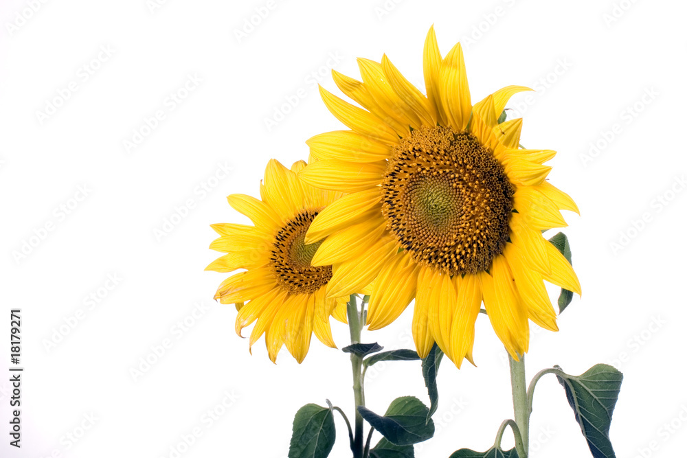 Obraz premium sunflower
