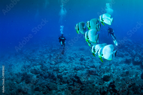 Divers with school of Bat fish