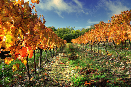 Vignoble en automne