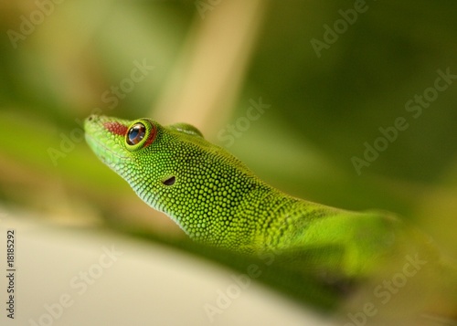 lezard vert de Madagascar