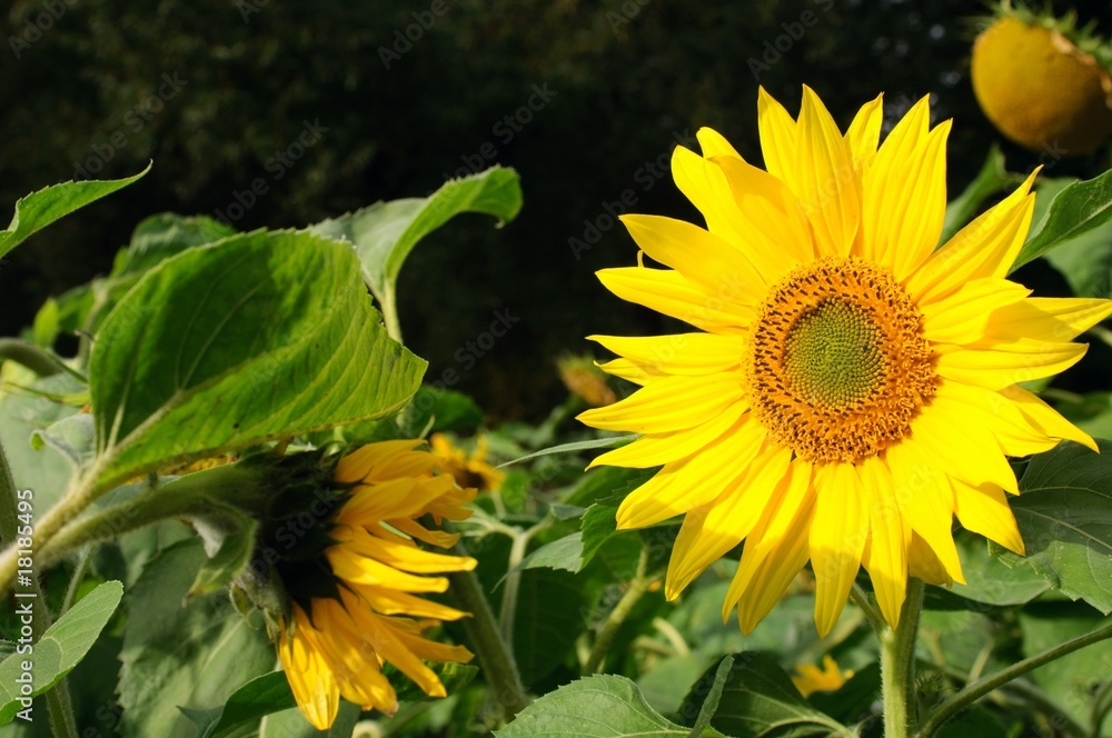 Obraz premium Sunflowers