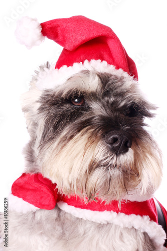 Cute dog in a Santa hat © Katie Little
